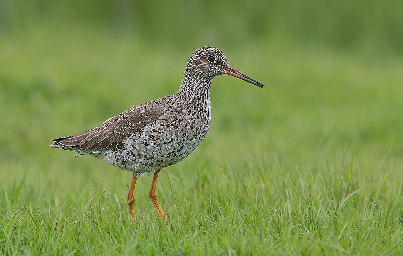 Redshank with insect in beak_Roger Hance.jpg